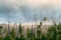 Hazy distance in forest bog Royalty Free Stock Photo