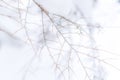 Hazy faded tree branch background photo with no leaves. Muted background photo, suitable for copy space or text