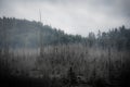 Hazy Fog Above Dying Tree Field