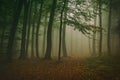 Hazy Forest Royalty Free Stock Photo