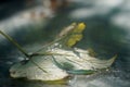 Hazy image of leaf fallen on a wet surface