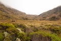 Hazy landscape with native alpine vegetation and grassland along the Routeburn Track New Zealand Royalty Free Stock Photo