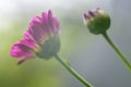 Hazy morning in the meadow, a Beautiful Chrysanthemum flower, and a bud close-up photograph view from side low angle