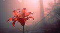 Hazy Silhouette: A Romantic Red Lily In The Mist Royalty Free Stock Photo