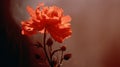 Hazy Silhouette Of A Single Peony In Red Haze