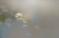 Hazy background of white daisies Royalty Free Stock Photo