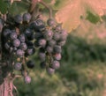 Hazy View of Two Clusters of Purple Grapes in Loudon County, Virginia Royalty Free Stock Photo