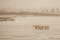 Hazy, Wintry Scene: Polar Bear and Cubs Crossing Frozen Lake Royalty Free Stock Photo