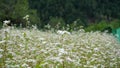 HD of the Buckwheat (grano saraceno) field. Terragnolo, north Italy