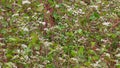 HD of the Buckwheat (grano saraceno) field. Terragnolo, north Italy