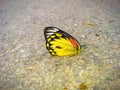 HD butterfly photo in the road Royalty Free Stock Photo