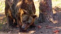 HD close up video of Brown bear. He eats carrots and growls. He`s in the woods.