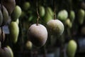 HD Mango fruits garden image on the mango tree