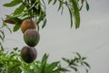 HD Mango Image, Colorful Mango, Mango plant on the bangladeshi garden