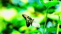 1080p super slow motion Thai beautiful butterfly on meadow flowers nature outdoor