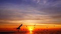 HD 1080p super slow seagulls fly beautiful full sunset sunlight sky beach background travel tourist.