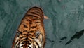 HD 1080p super slow tiger, Panthera tigris altaica, low angle photo in direct view, running in the flick water Attacking predato