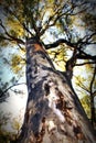HD Picture of Large Leopard Tree Royalty Free Stock Photo