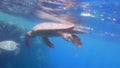 Two green seaturtles playing together in the red sea in egypt