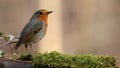 HD video of bird feeding in the grass during daytime in the garden