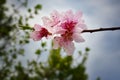 `Sky Bud` macro Peach blossoms against deep green trees and blue sky Royalty Free Stock Photo