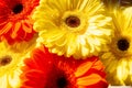 Yellow and red flowers, red and yellow gerber, red and yellow flowers background Royalty Free Stock Photo