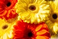Yellow and red flowers, red and yellow gerber, red and yellow flowers background Royalty Free Stock Photo