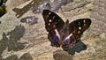 HDR black-blue butterfly on gray rock Royalty Free Stock Photo