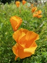 bright orange eschscholzia flowers