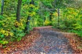 HDR of a forest path