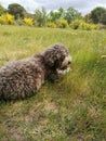 lagotto romagnolo lying in the grass