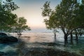 HDR Landscape of Sunset. mangrove tree and stone was hit by smooth waves