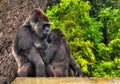 HDR Mother and baby Gorilla Royalty Free Stock Photo