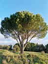 Occitania umbrella pine against a background of azure blue sky