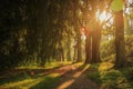 HDR Photo, Sunset in Stromovka park, sun between trees