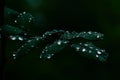 A closeup photograph of sparkling rain dew drops on rose leaves Royalty Free Stock Photo