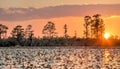 Dusk sunset over Grand Prairie, Okefenokee Swamp National Wildlife Refuge, Georgia Royalty Free Stock Photo