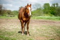 HDR quarter horse Royalty Free Stock Photo