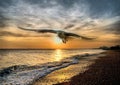 Hdr seagull flying in brighton Royalty Free Stock Photo