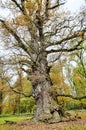 HDR shoot of an very old oak Royalty Free Stock Photo