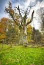 HDR shoot of a very old oak tree Royalty Free Stock Photo