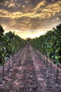 Hdr sunset on a vineyard Royalty Free Stock Photo