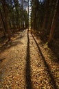 HDR Sussex Trail Long Tree Shadows Leaves Royalty Free Stock Photo