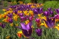 HDR Tulips