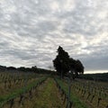 occitanie view of a vineyard under a cloudy sky