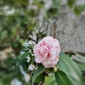 occitanie white and pink camelia flower in spring Royalty Free Stock Photo