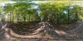 360 hdri panorama among old poplar grove with gnarled branches in forest or alley in equirectangular spherical seamless projection