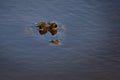 Alligator water eyes Florida