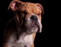 Head of adorable english bulldog standing with eyes closed Royalty Free Stock Photo