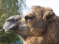 The head of an adult camel in profile Royalty Free Stock Photo